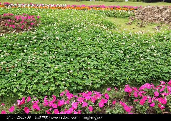 原创摄影图 动物植物 花卉花草 花草世界