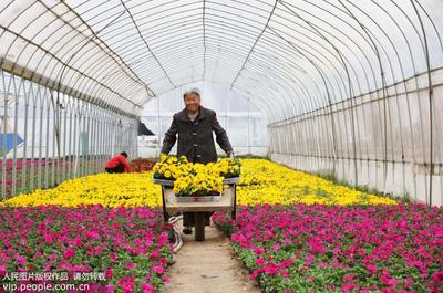 安徽濉溪:花卉种植富农家