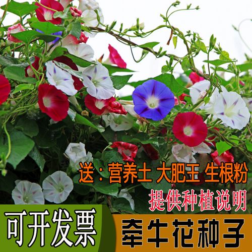 爬藤大牵牛花种子喇叭花籽攀援室内阳台盆栽苗开花卉四季种植易活