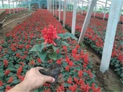 哪里有卖【一串红】一串红种子的?青州奕涵花卉种植基地