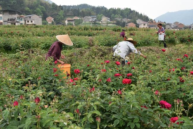 县农业农村局组织农技专家深入玫瑰花种植基地开展花卉测产和采摘技术