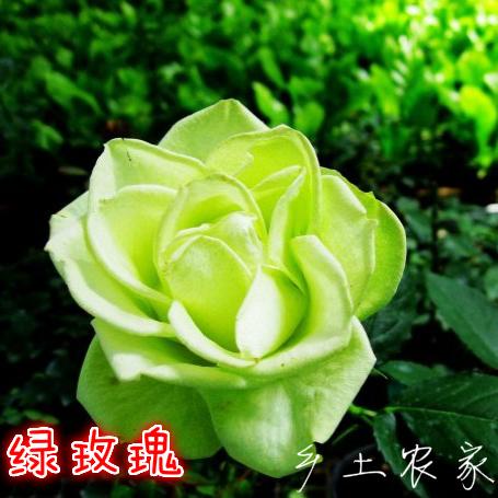 满包邮 粉玫瑰花种子四季播阳台庭院种植 观花芳香盆栽花卉 易种