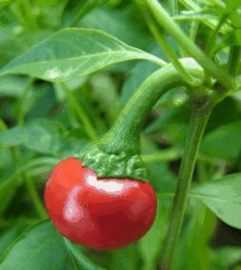 花卉-观果种子红宝石椒种子、家庭健康种植、_农副产品