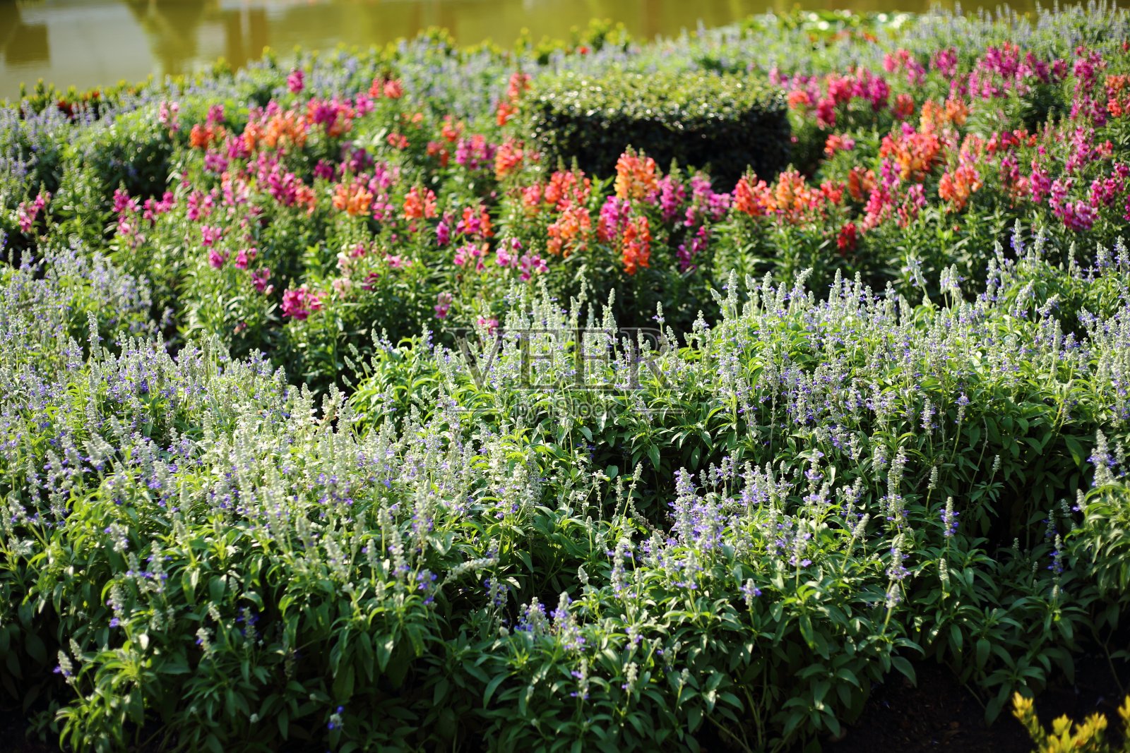 Ratchaphruek皇家公园的花卉种植园照片摄影