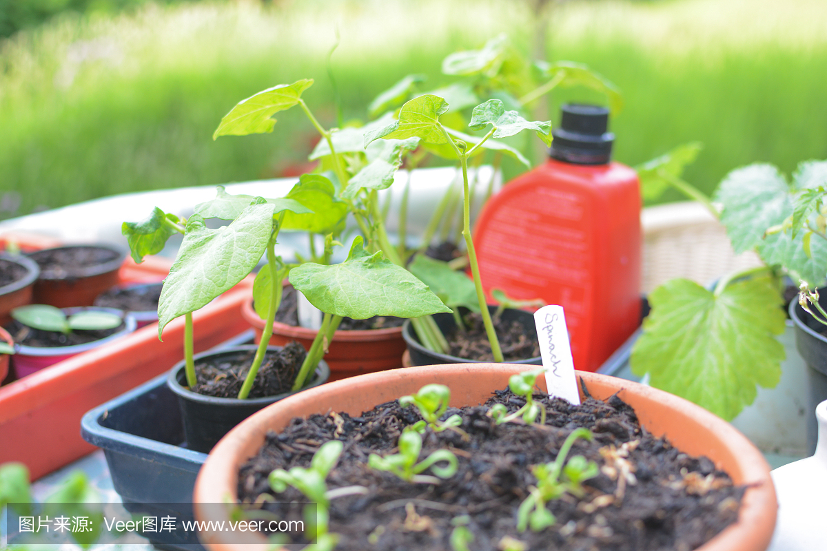 自家种植的有机菠菜幼苗在花盆中种植天然天然食物