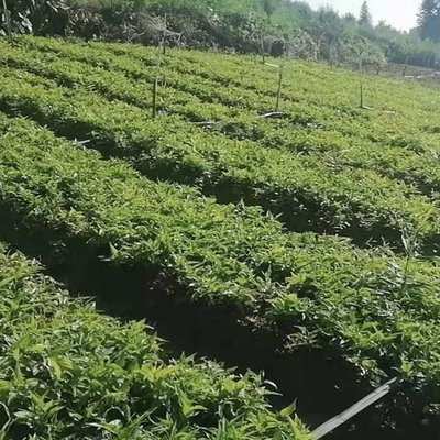 百部草小苗批发 百部苗价格 百条根种植基地 质优价廉