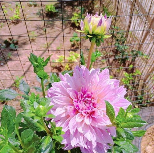 大丽花盆栽的种植方法,做好3步,一年两次花,花型大颜色美