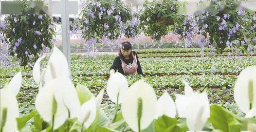 陕西六大产业带 西安盆花宝鸡球根杨凌观赏苗木渭北干燥花卉陕南盆景陕北盆花