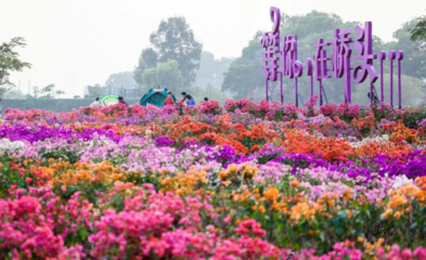 桥头油菜花海已种下 预计春节期间迎来盛花期