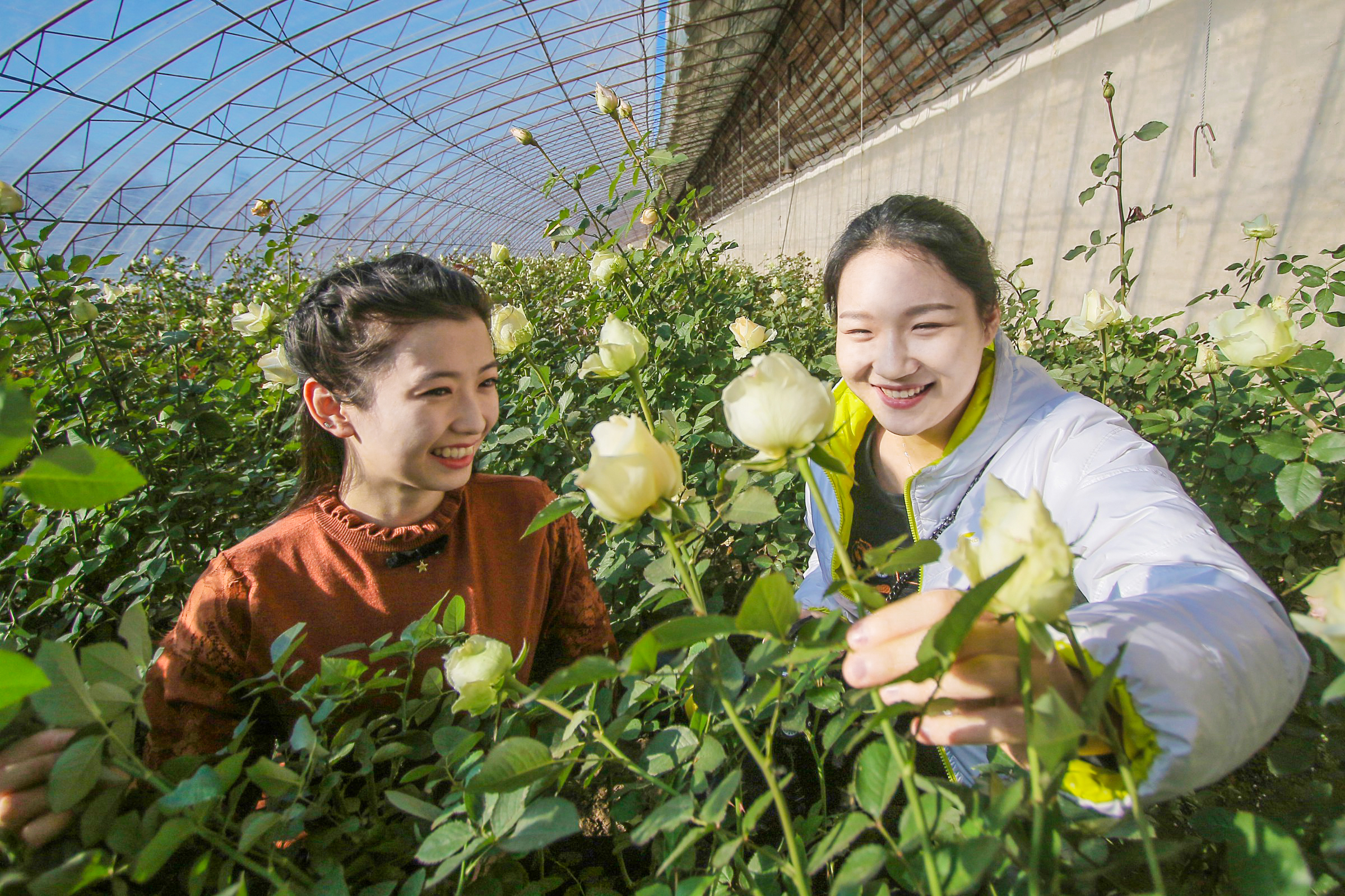 辽中区:花卉种植开辟致富路__辽中新闻网