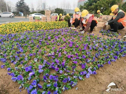 日照 栽植春季时令花卉 扮靓道路节点景观