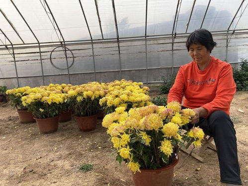 青州 金菊田里话丰年