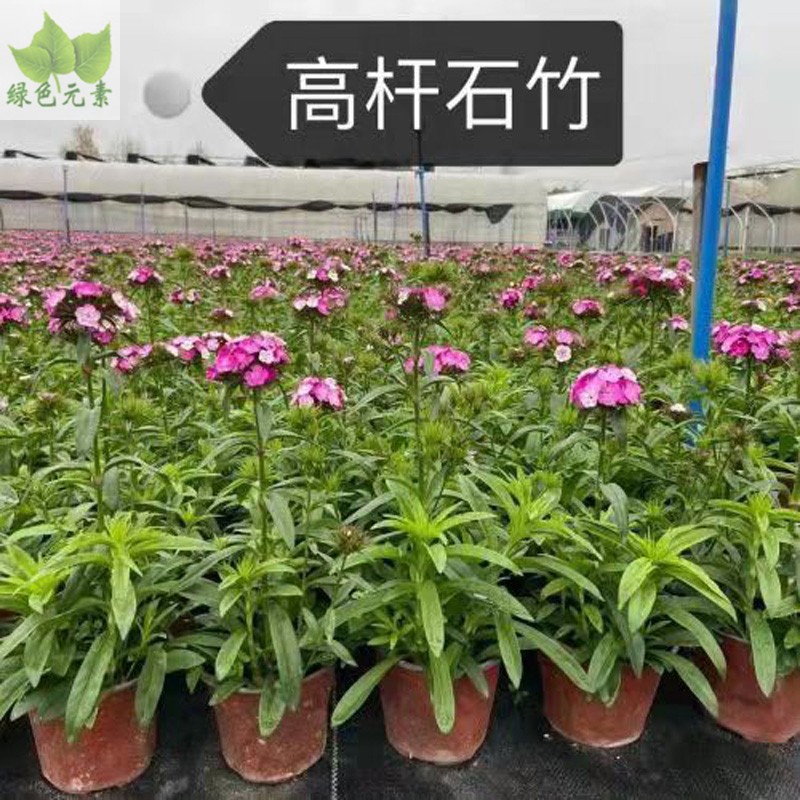 成都同城植物销售草花高杆石竹紫色红色草花户外花园绿化植物好养