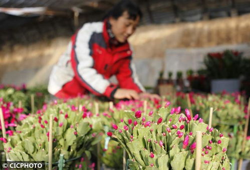 春节近 花卉俏