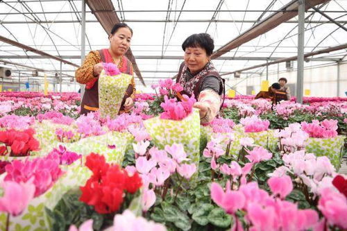 河北霸州 仙客来开出 致富花